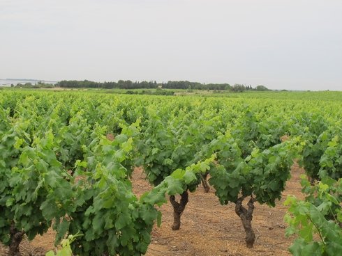 Vineyard Noilly Prat Marseillan France1_tn