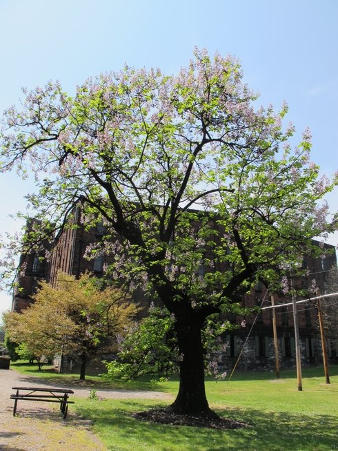 Buffalo Trace Distillery packing peanut tree2_tn