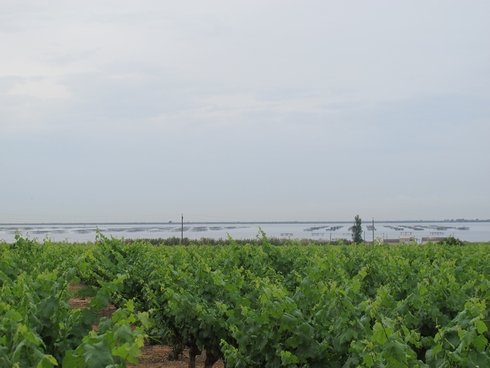 Vineyard Noilly Prat Marseillan France1_tn