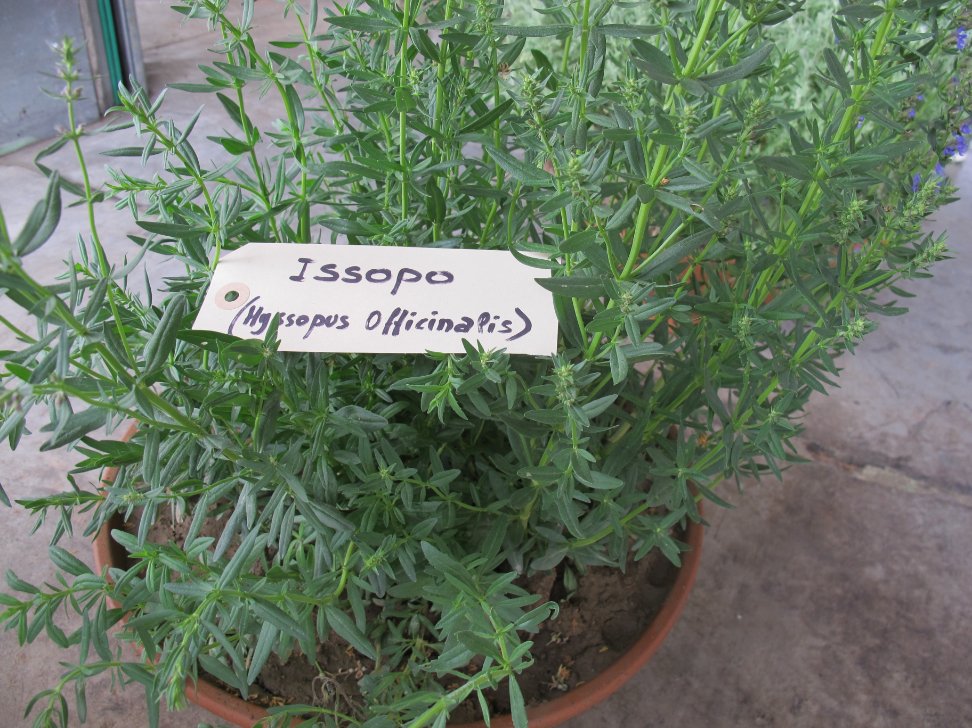 Issopo fresh