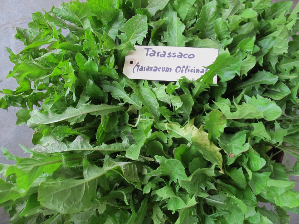 Tarassaco dried