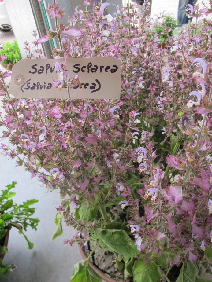 Sapvia scparea fresh