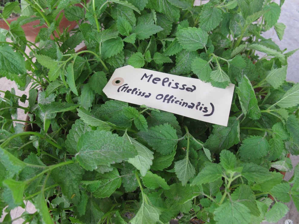 Melissa dried