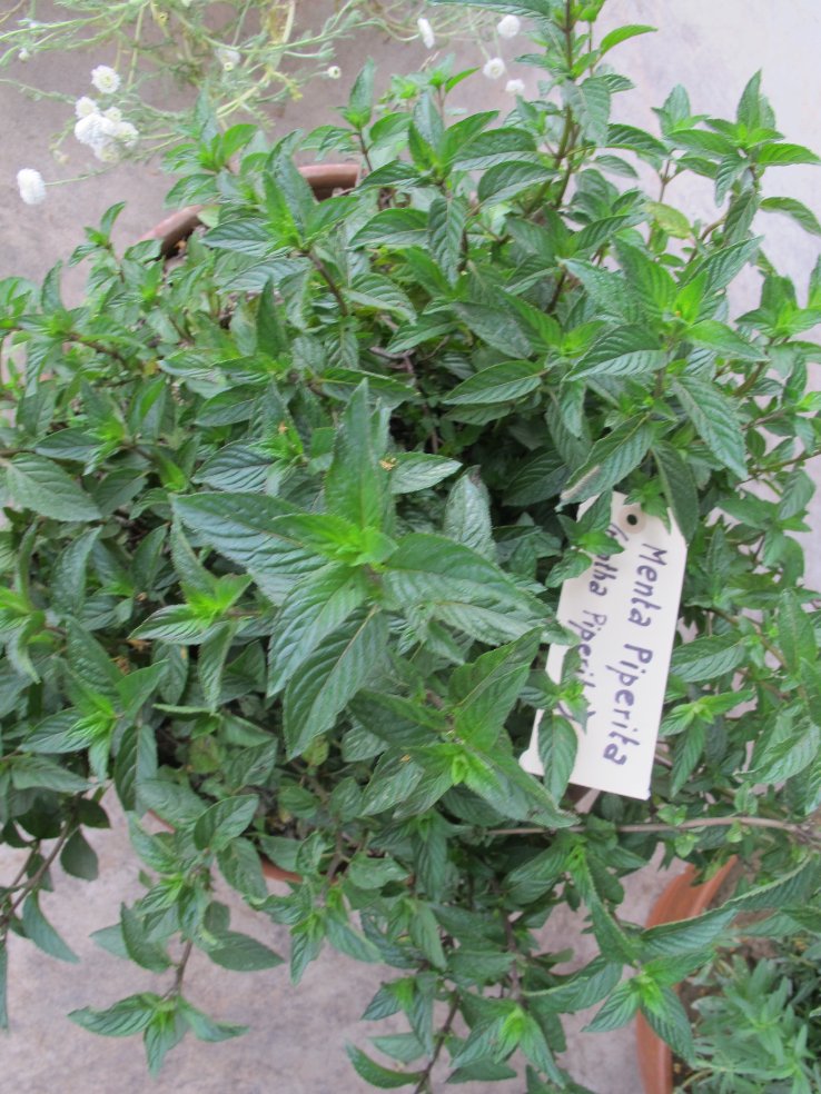 Menta piperita dried