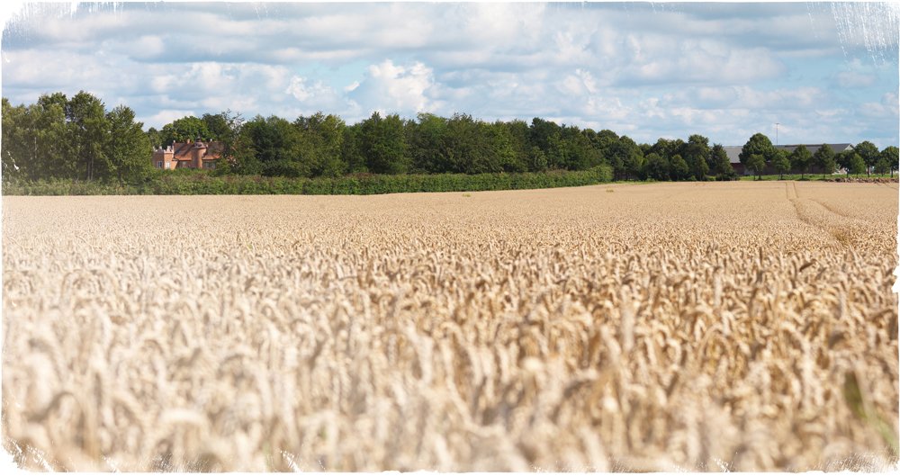 Wheat_full_page_cmc_cmyk