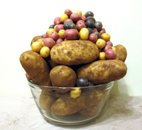 Potato pile3