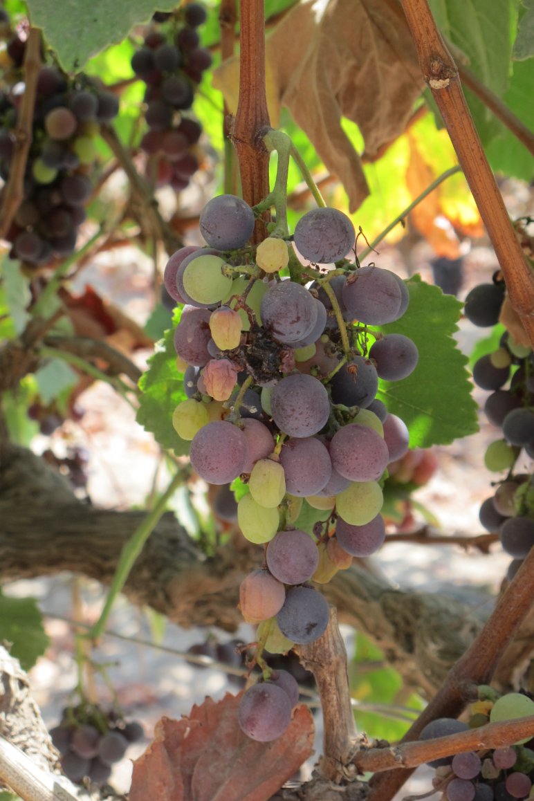 Vinas de Oro Pisco Distillery Peru vines4