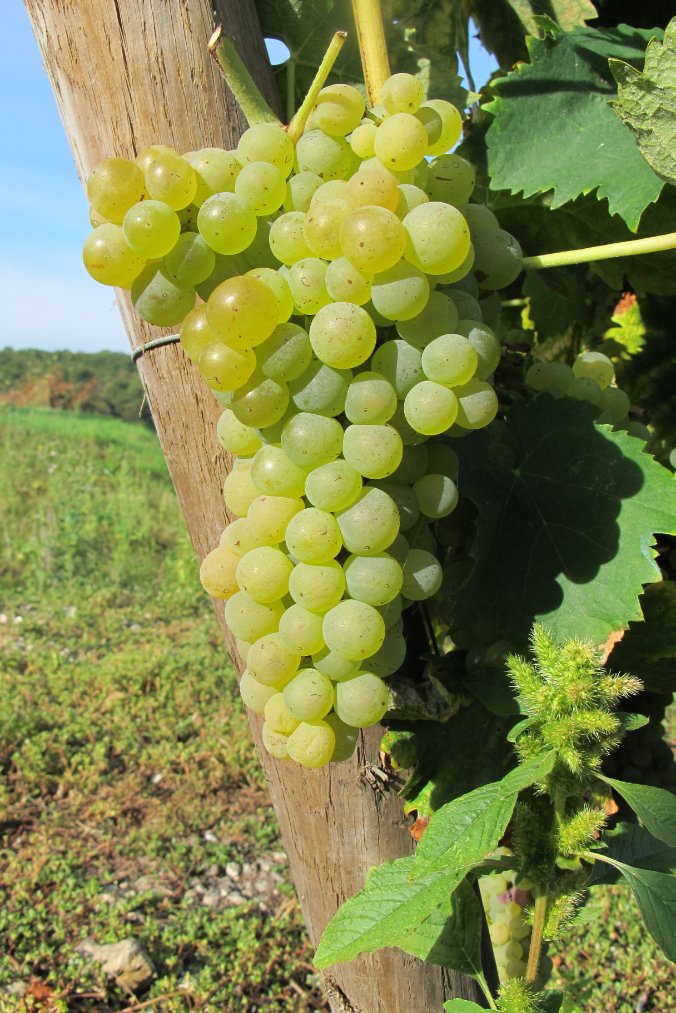 Merlet Winery Cognac France6