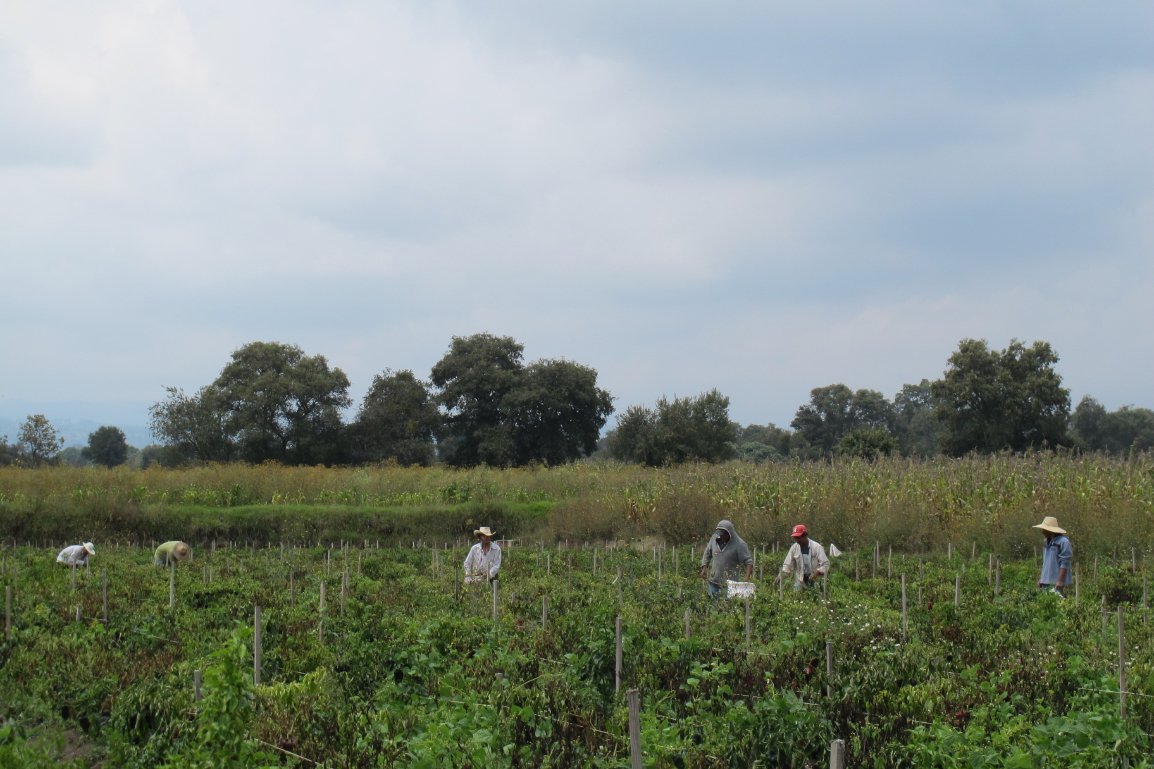 Fields of Poblano Peppers in Mexico for Ancho Reyes15
