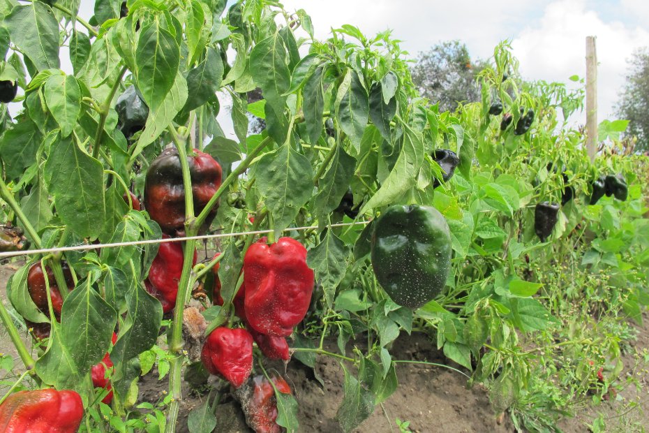 Fields of Poblano Peppers in Mexico for Ancho Reyes15