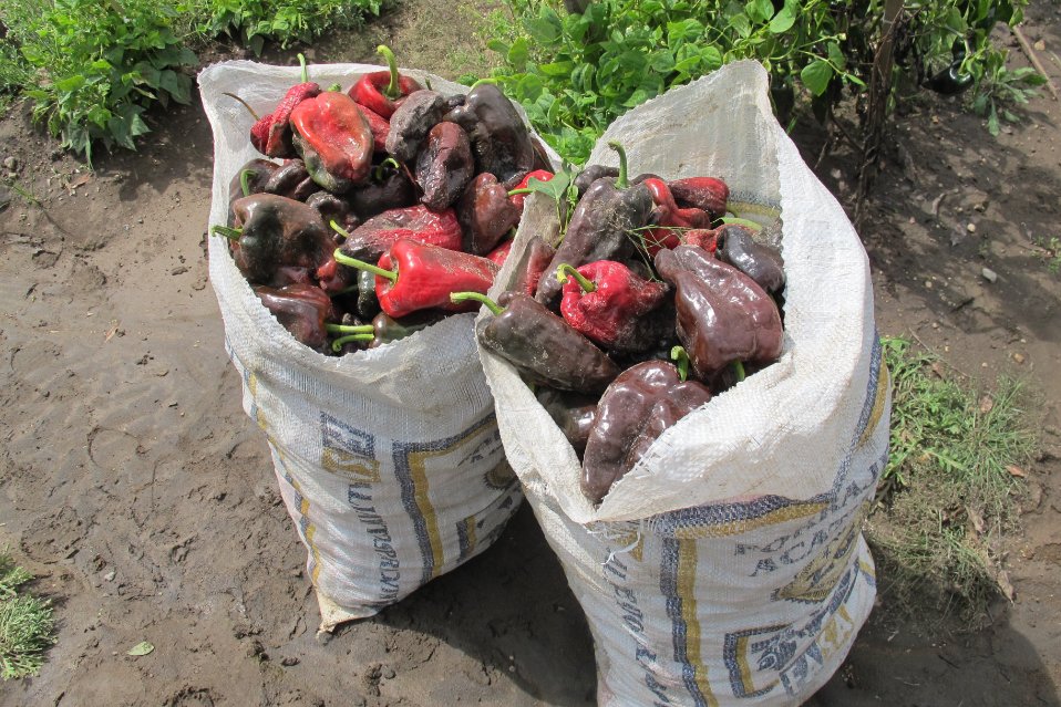 Fields of Poblano Peppers in Mexico for Ancho Reyes5