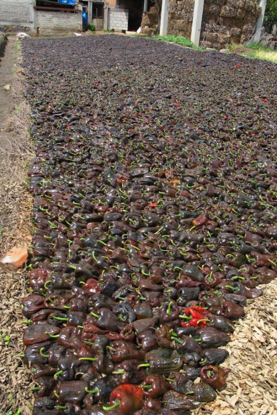 Drying poblano chiles for Ancho Reyes liqueur16