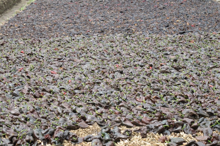 Drying poblano chiles for Ancho Reyes liqueur3