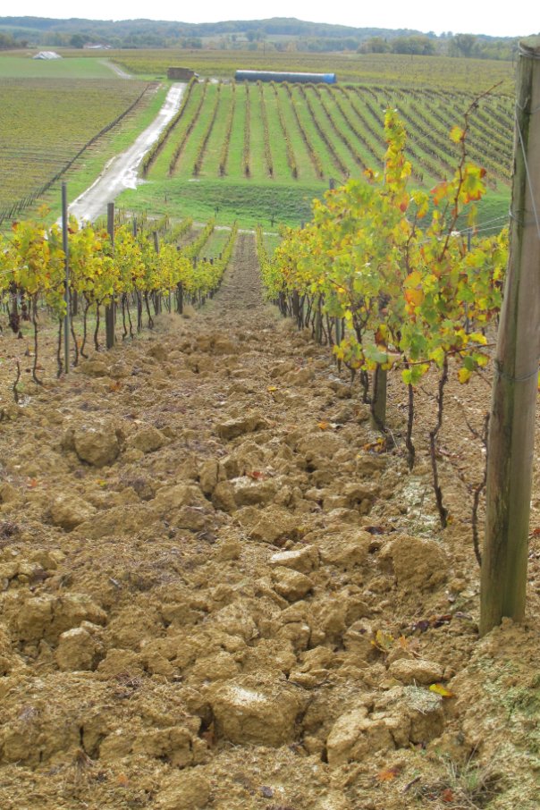 Vines at Chateau de Laubade Armagnac 5