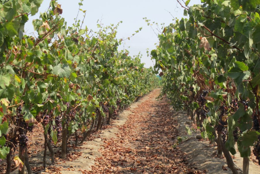 Vinas de Oro Pisco Distillery Peru vines4