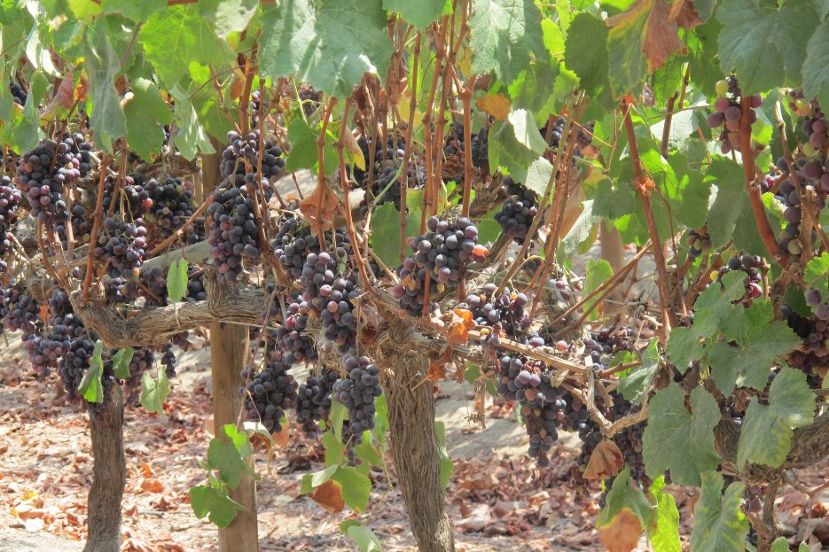 Vinas de Oro Pisco Distillery Peru vines4