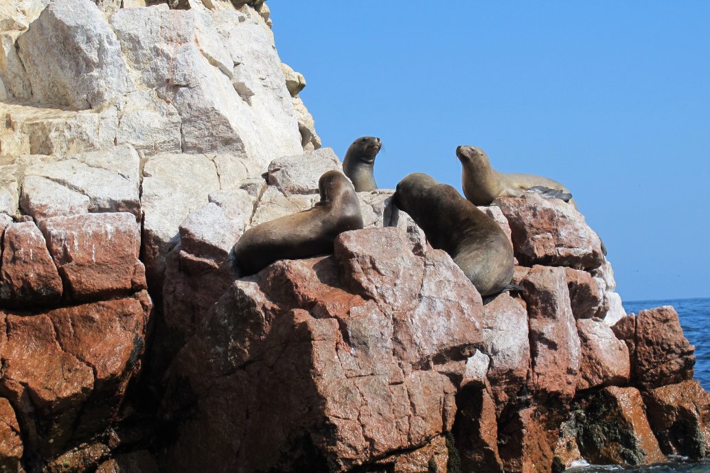 Ballestas Island Boat Tour Paracas Peru pelicans2