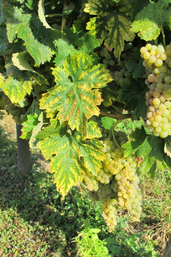 Merlet Winery Cognac France6