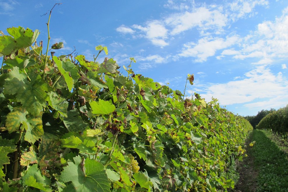Vineyards for Hine Cognac Grande Champagne3