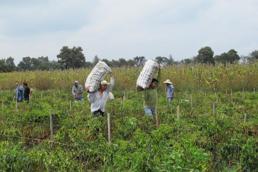 Fields of Poblano Peppers in Mexico for Ancho Reyes5