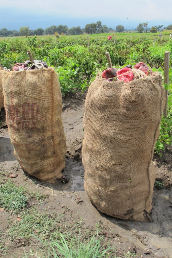 Fields of Poblano Peppers in Mexico for Ancho Reyes5