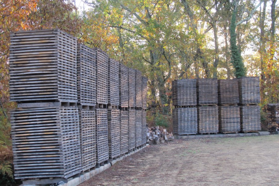 Drying staves M Gilles Bartholomo Cooperage Armagnac