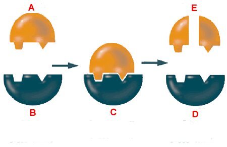 Enzyme2