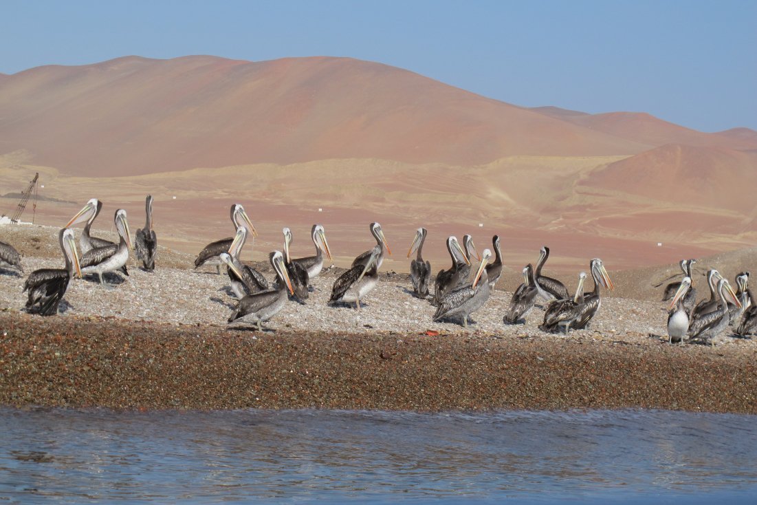 Ballestas Island Boat Tour Paracas Peru pelicans2