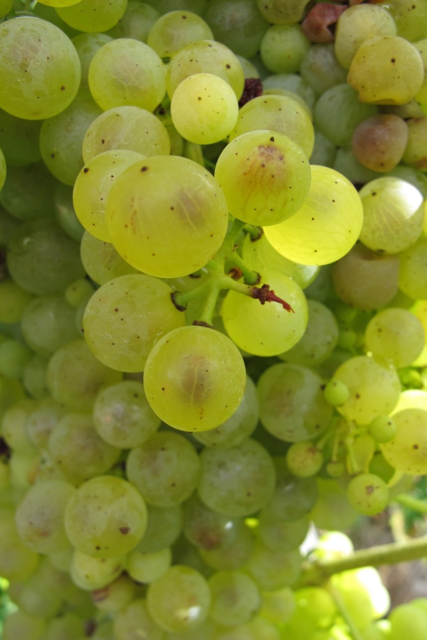 Vineyards for Hine Cognac Grande Champagne3