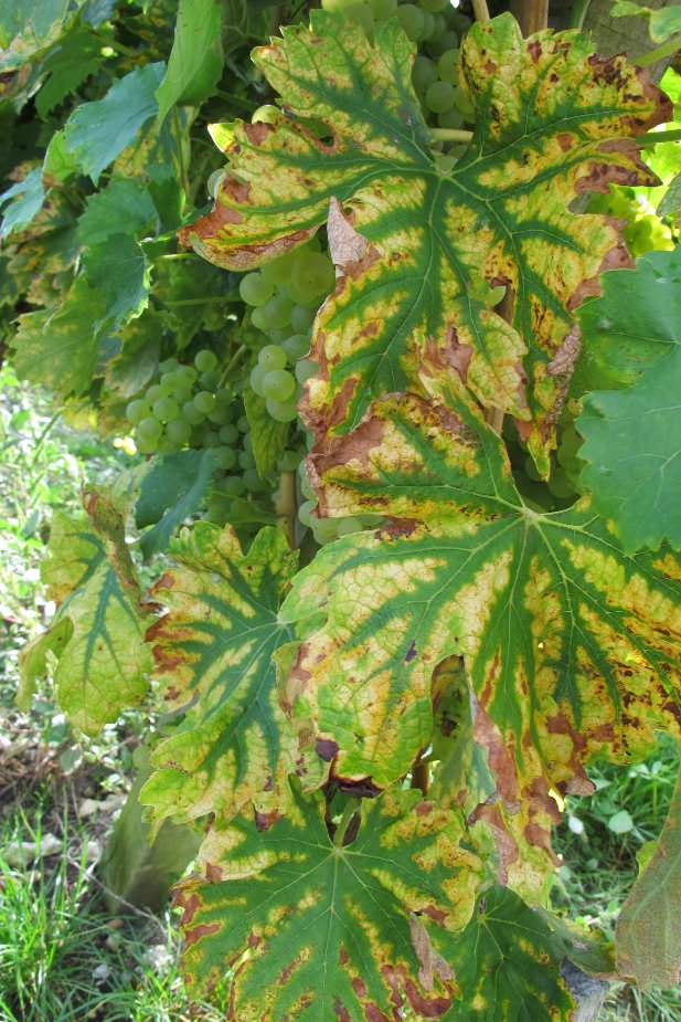 Vineyards for Hine Cognac Grande Champagne3