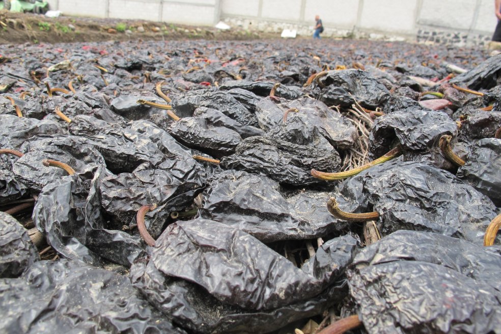 Drying poblano chiles for Ancho Reyes liqueur3