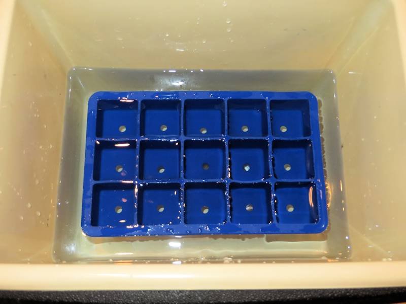 Image.11.tray.in.water