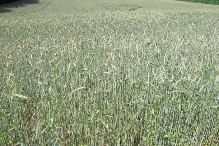 Rye Fields Lake District Poland Belvedere Trip (1)